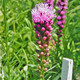 DWARF PURPLE BLAZING STAR (Liatris spicata) Kobold