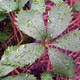 VIRGINIA CREEPER Parthenocissus inserta (vitacea)