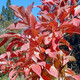 LAVENDER CRAPE MYRTLE Lagerstroemia  (Muskogee)