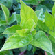 LITTLE HENRY SWEETSPIRE Itea virginica (Little Henry)
