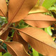 SOUTHERN MAGNOLIA Magnolia grandiflora (Brackens Brown Beauty)