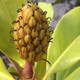 SOUTHERN MAGNOLIA Magnolia grandiflora (Brackens Brown Beauty)