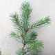 BREWER'S SPRUCE Picea breweriana