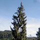 BREWER'S SPRUCE Picea breweriana
