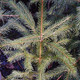 Picea rubens (RED SPRUCE)