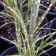 VARIEGATED MAIDEN GRASS Miscanthus sinensis (Gold Bar)
