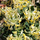 YELLOW-FLOWERED HONEYSUCKLE Lonicera periclymenum (Scentsation)