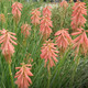 TORCH FLOWER Kniphofia  (Redhot Popsicle)