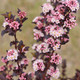PURPLE-LEAVED NINEBARK (Physocarpus opulifolius) "Tiny Wine"
