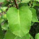 CATALINA CHERRY Prunus ilicifolia (ssp. lyonii)