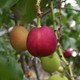 CATALINA CHERRY Prunus ilicifolia (ssp. lyonii)