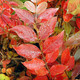 WHITE CRAPE MYRTLE Lagerstroemia  (Natchez)