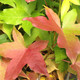 COLUMNAR SWEETGUM Liquidambar styraciflua (Slender Silhouette)
