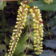 MAHONIA Mahonia media (Charity)