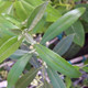 EARLY-BEARING OLIVE Olea europaea (Arbequina)