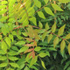 CHINESE PISTACHE Pistacia chinensis