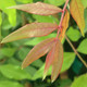 CHINESE PISTACHE Pistacia chinensis