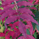 CHINESE PISTACHE Pistacia chinensis