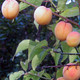 UME JAPANESE APRICOT Prunus mume