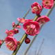 UME JAPANESE APRICOT Prunus mume