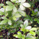 TRIFOLIATE ORANGE Poncirus trifoliata