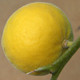 TRIFOLIATE ORANGE Poncirus trifoliata