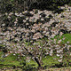 JAPANESE FLOWERING CHERRY Prunus  (Shogetsu)