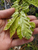 VARIEGATED PERSIAN WITCH Parrotia persica (Persian Lace)