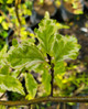 VARIEGATED PERSIAN WITCH Parrotia persica (Persian Lace)