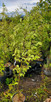 VARIEGATED PERSIAN WITCH Parrotia persica (Persian Lace)