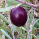 OLIVE OF SEVILLE Olea  (Manzanillo)