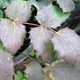 LONGLEAF OREGON GRAPE Mahonia nervosa