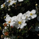 Potentilla fruticosa 'Abbotswood' (DWARF WHITE POTENTILLA)