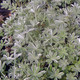 Lupinus albifrons (SILVER LUPINE)