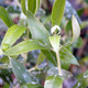 FRUITING OLIVE Olea europaea (Mission)