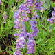 ROCKY MTN. PENSTEMON (Penstemon strictus)