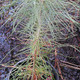 COULTER PINE (Pinus coulteri)