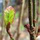 COLUMNAR IRONWOOD Parrotia persica (Persian Spire)