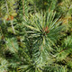 Pinus strobiformis 'reflexa' (SOUTHWESTERN WHITE PINE)