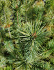 Pinus strobiformis 'reflexa' (SOUTHWESTERN WHITE PINE)