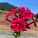 PHLOX (Red Riding Hood)