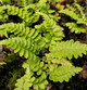 WESTERN SWORD FERN (Polystichum munitum)