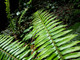 Polystichum munitum (WESTERN SWORD FERN)