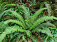 Polystichum munitum (WESTERN SWORD FERN)
