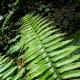 Polystichum munitum (WESTERN SWORD FERN)
