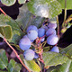 DWARF OREGON GRAPE (Mahonia repens)