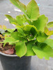 DWARF OREGON GRAPE (Mahonia repens)