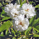 WHITE LADY BANKS ROSE (Rosa banksiae)  'Alba Plena'