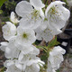 SWEET CHERRY (Prunus avium 'Rainier')
