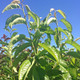 SWEET CHERRY (Prunus avium 'Rainier')